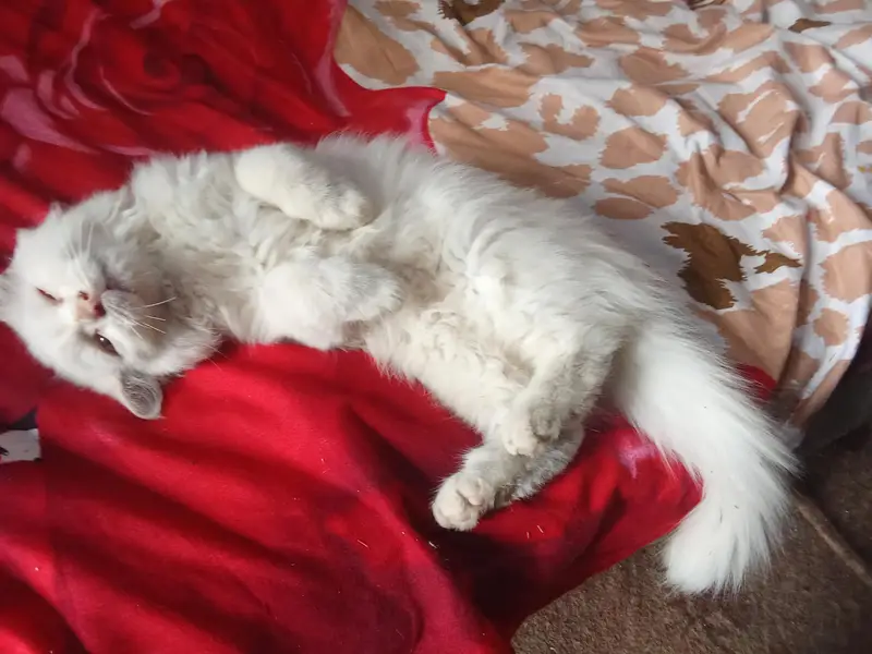 Mr tom for sell — photo 3