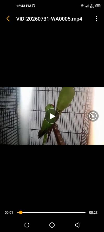 parrots available 03264040055