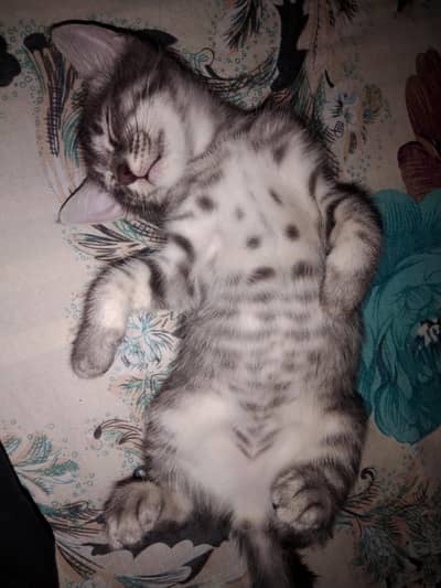blackmale kitten