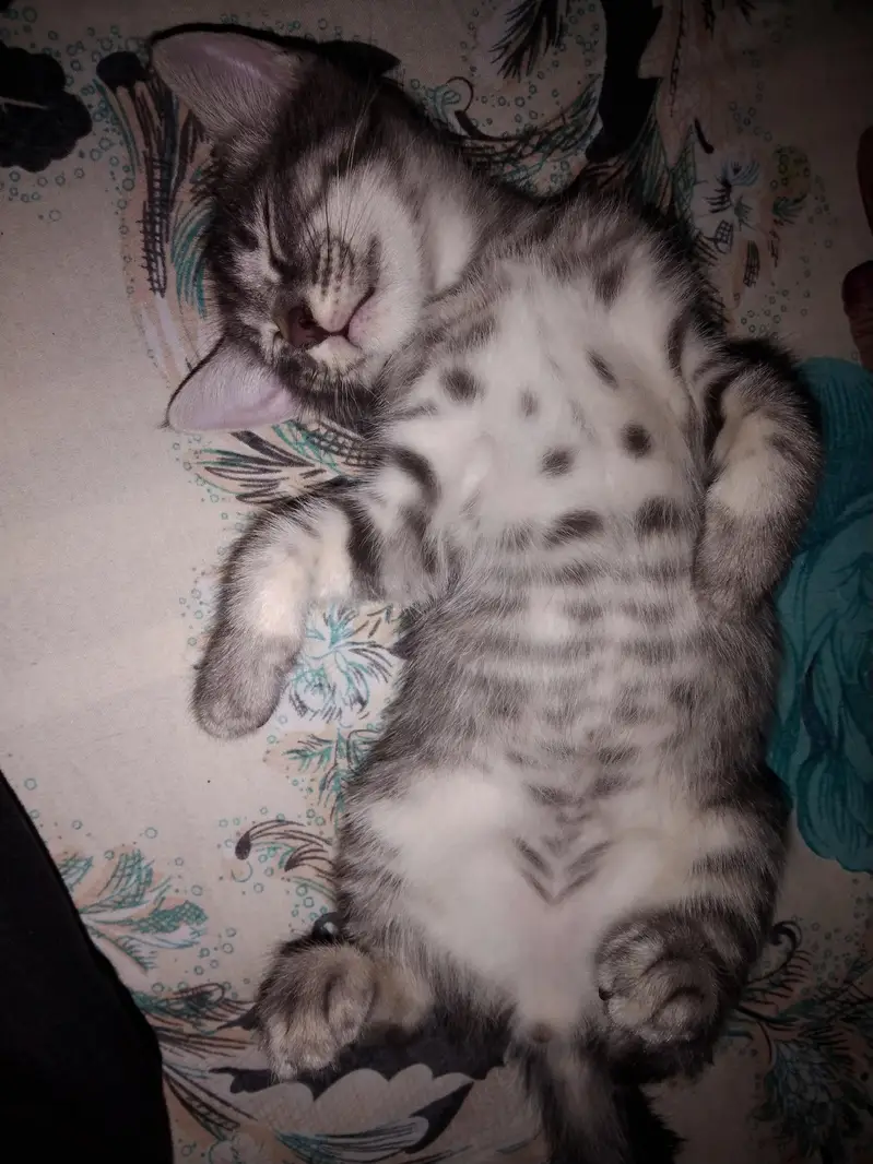 blackmale kitten — photo 2