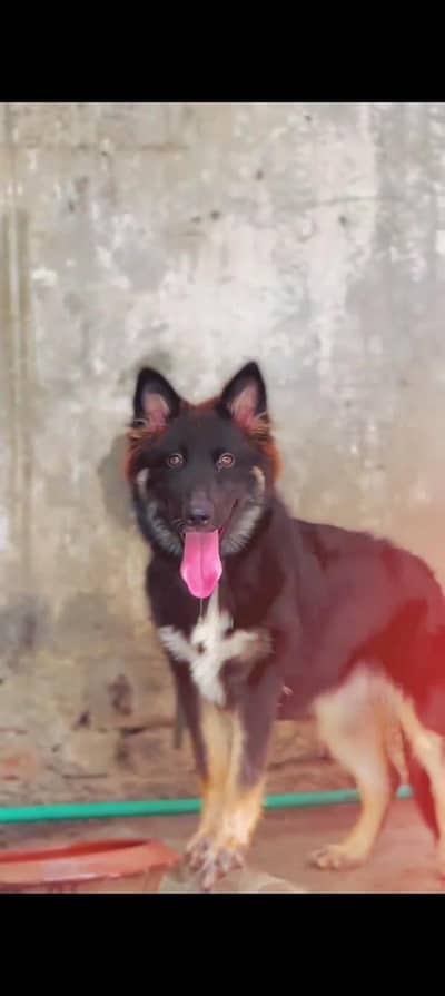 Belgian shepherd female Labrador male sheerzu toy bread pair
