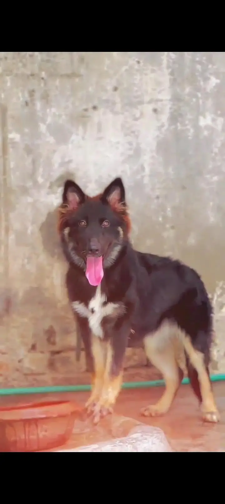 Belgian shepherd female Labrador male sheerzu toy bread pair — photo 3