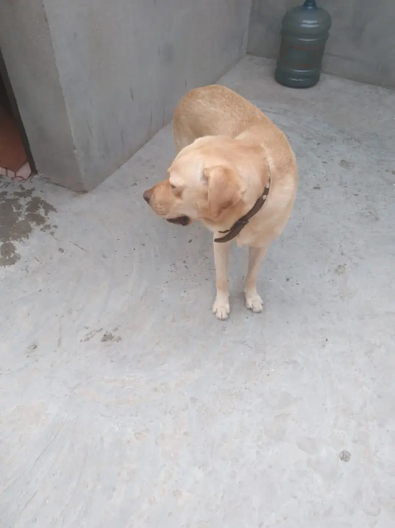 Belgian shepherd female Labrador male sheerzu toy bread pair — photo 4