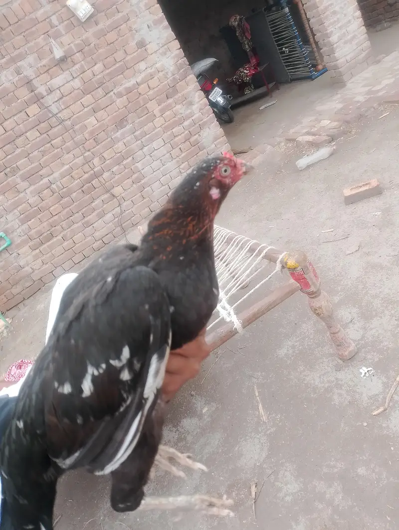 Aseel Murgi — photo 3