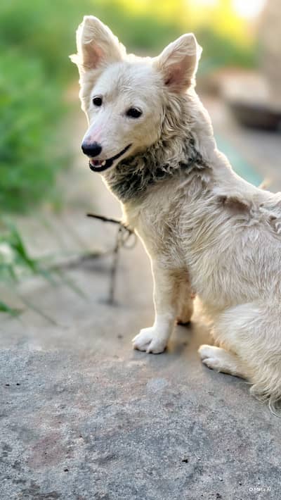 Russian dog best for security