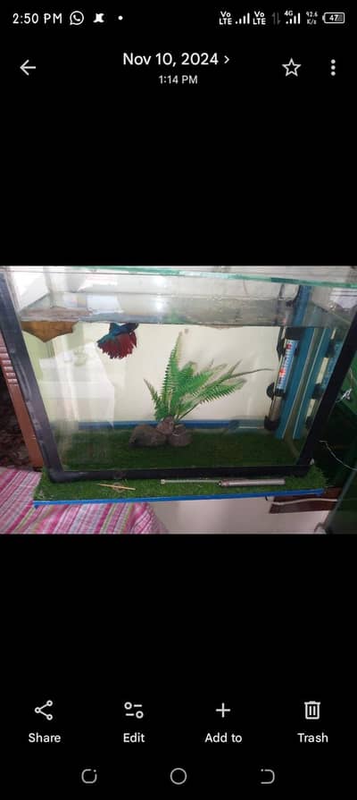 Fish aquarium