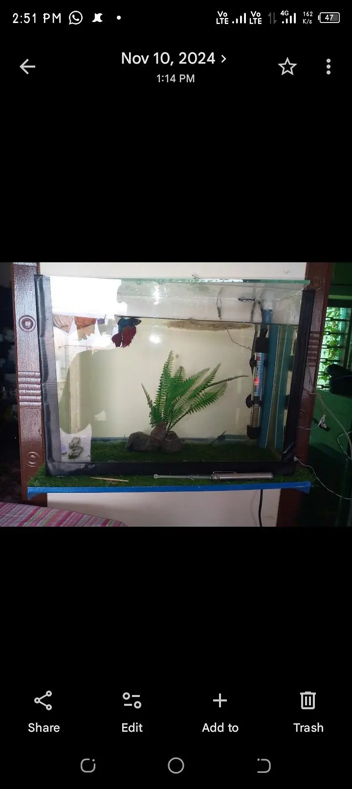 Fish aquarium — photo 2