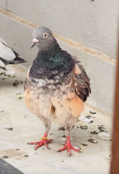 Quality birds