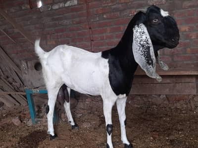 2 Goats For Sale
