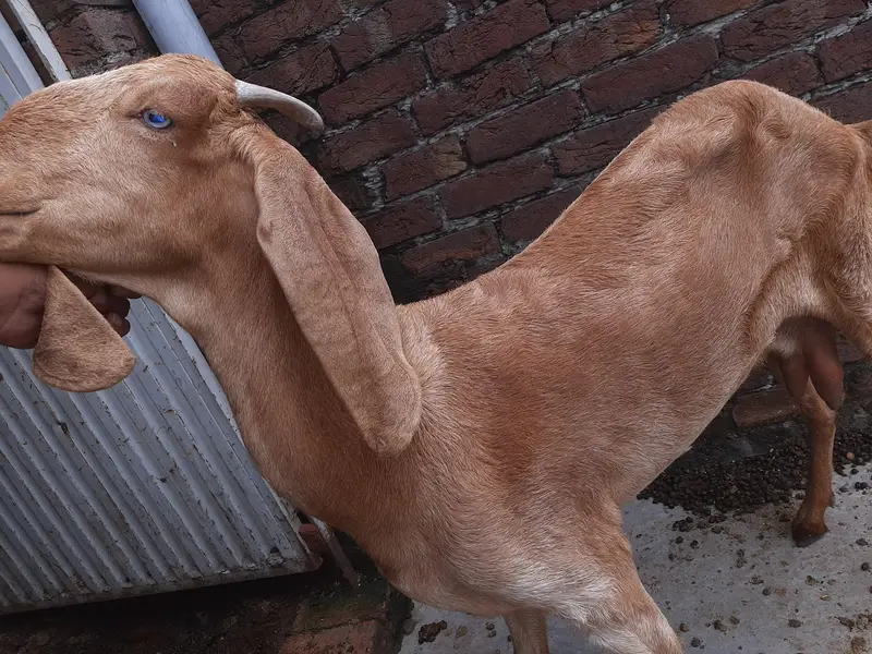 2 Goats For Sale — photo 2
