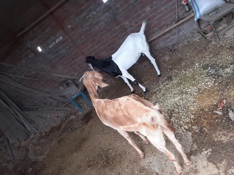 2 Goats For Sale — photo 3