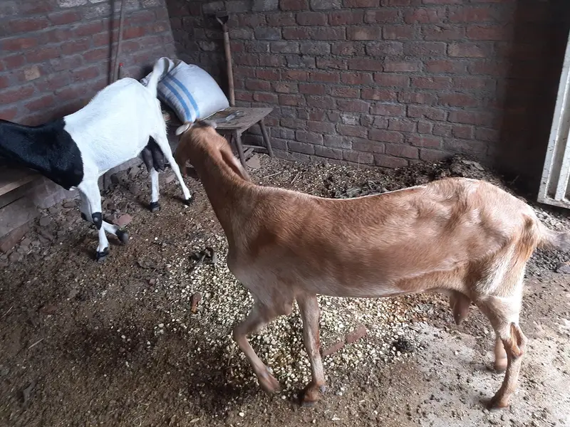 2 Goats For Sale — photo 4