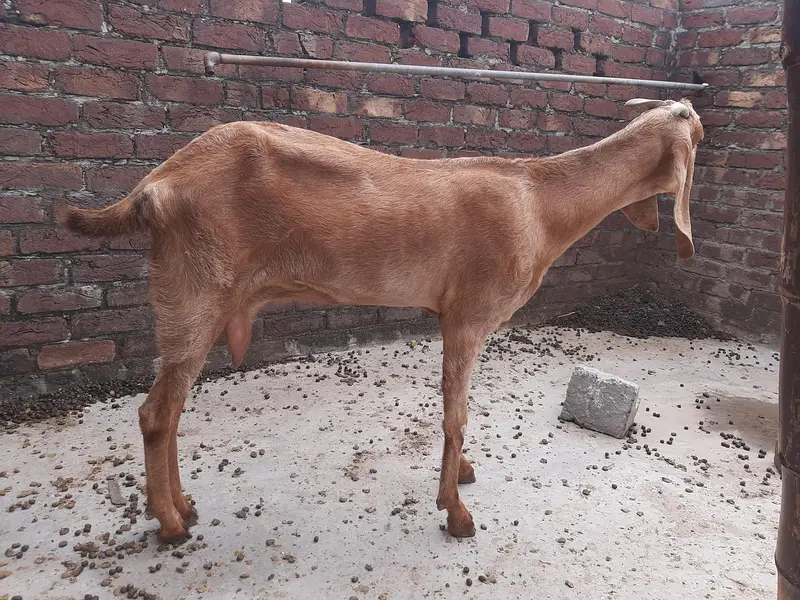 2 Goats For Sale — photo 5