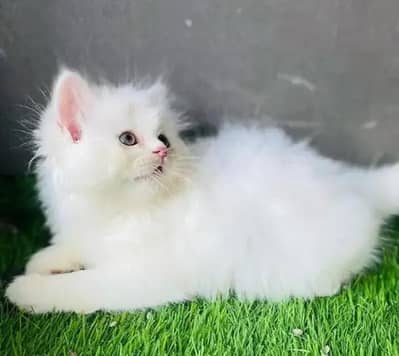 (Persian female kitten) (for sale all) (Pakistan delivery available)