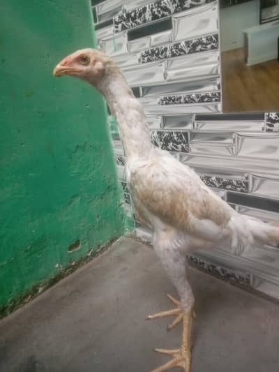 king German White o shamo