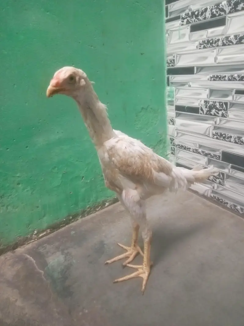 king German White o shamo — photo 2