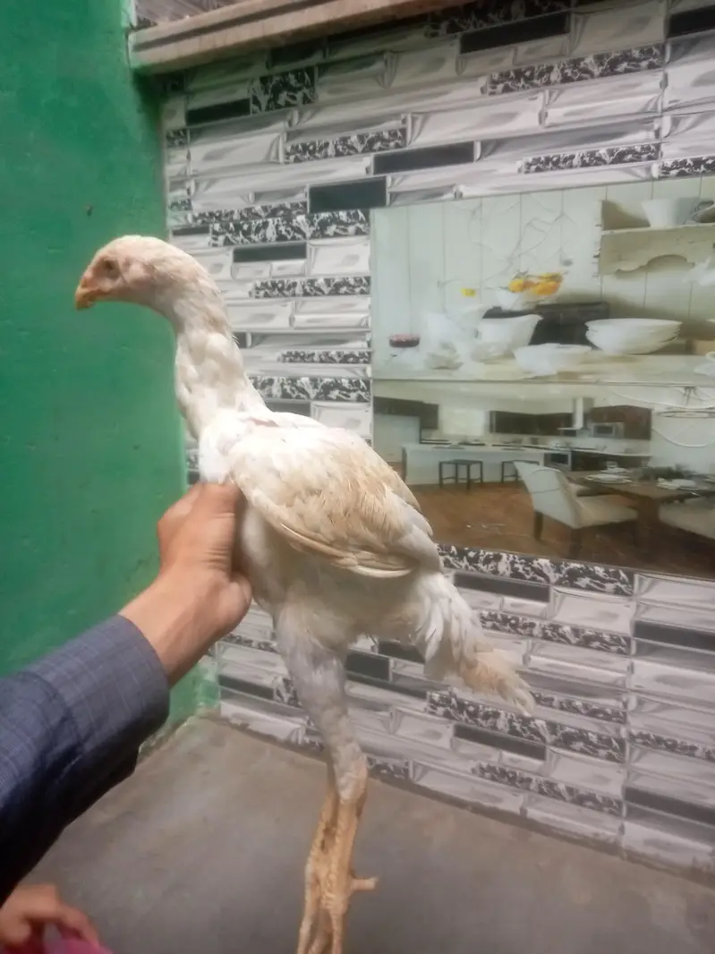 king German White o shamo — photo 3