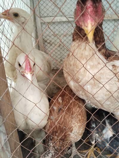 White buff chicks and Aseal chicks