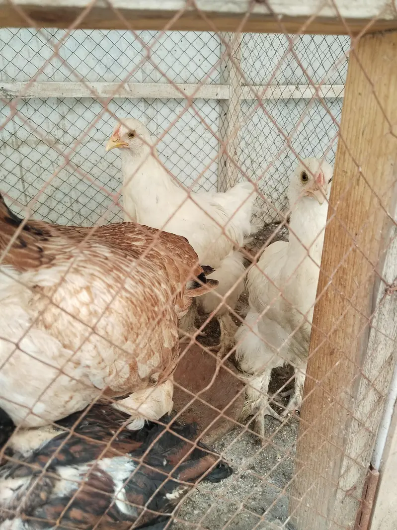 White buff chicks and Aseal chicks — photo 2