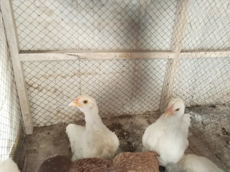 White buff chicks and Aseal chicks — photo 3