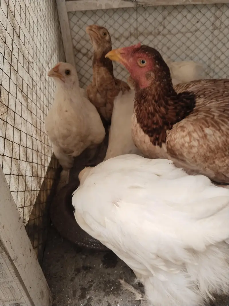 White buff chicks and Aseal chicks — photo 4