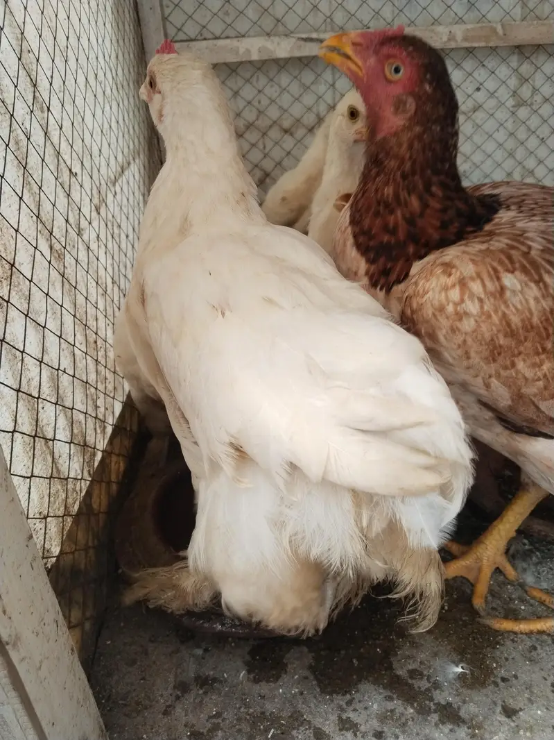 White buff chicks and Aseal chicks — photo 5