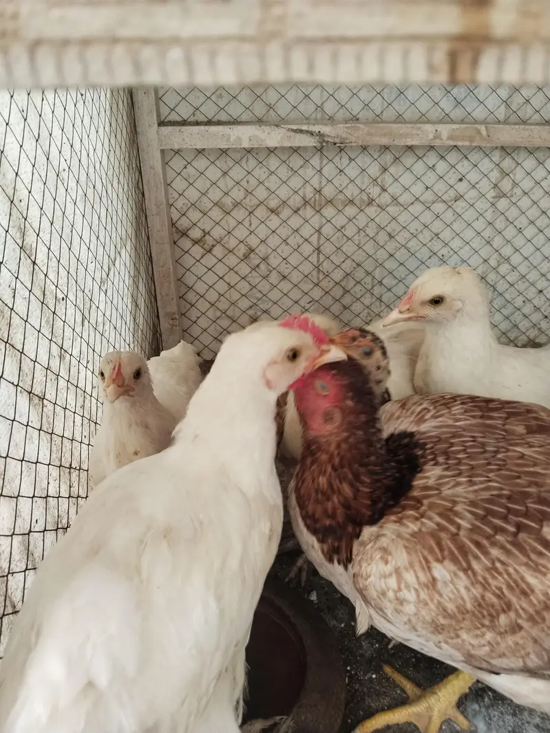 White buff chicks and Aseal chicks — photo 6