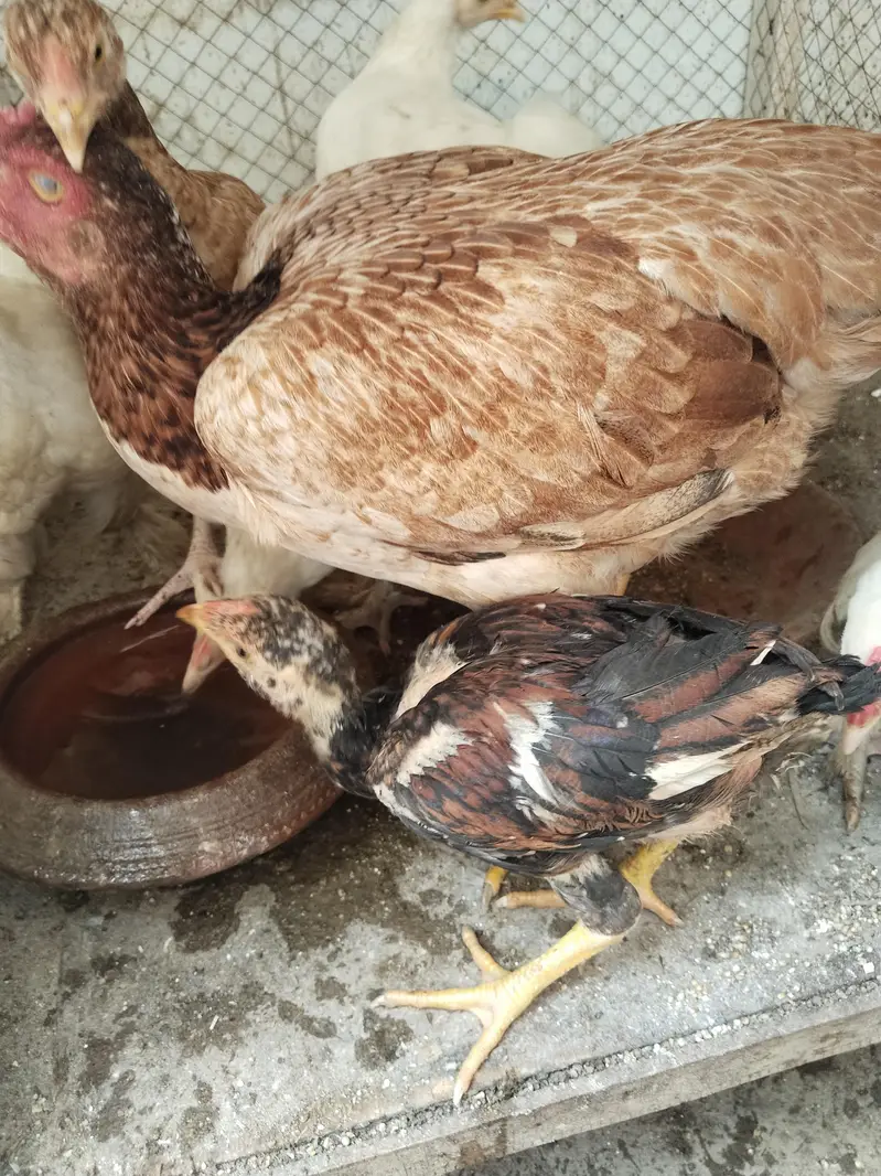 White buff chicks and Aseal chicks — photo 7