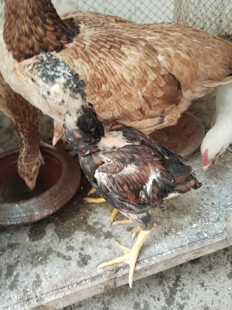 White buff chicks and Aseal chicks — photo 8