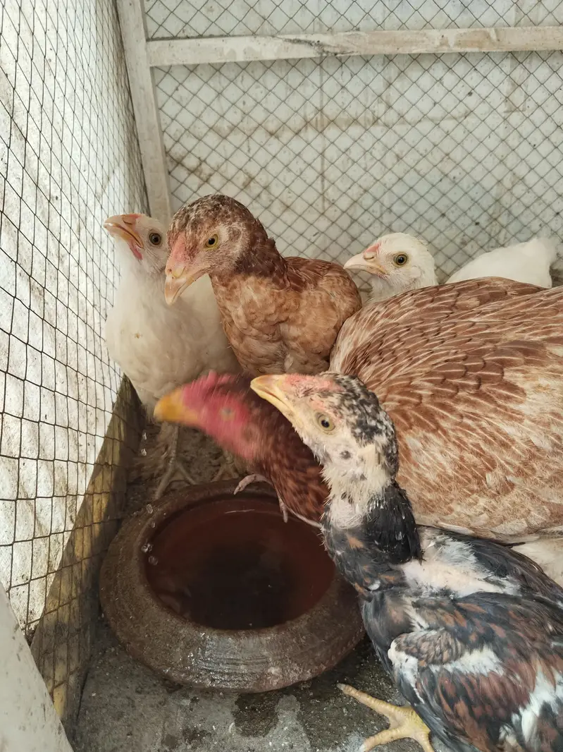 White buff chicks and Aseal chicks — photo 9