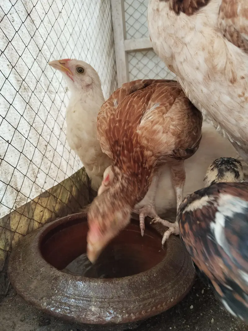 White buff chicks and Aseal chicks — photo 10