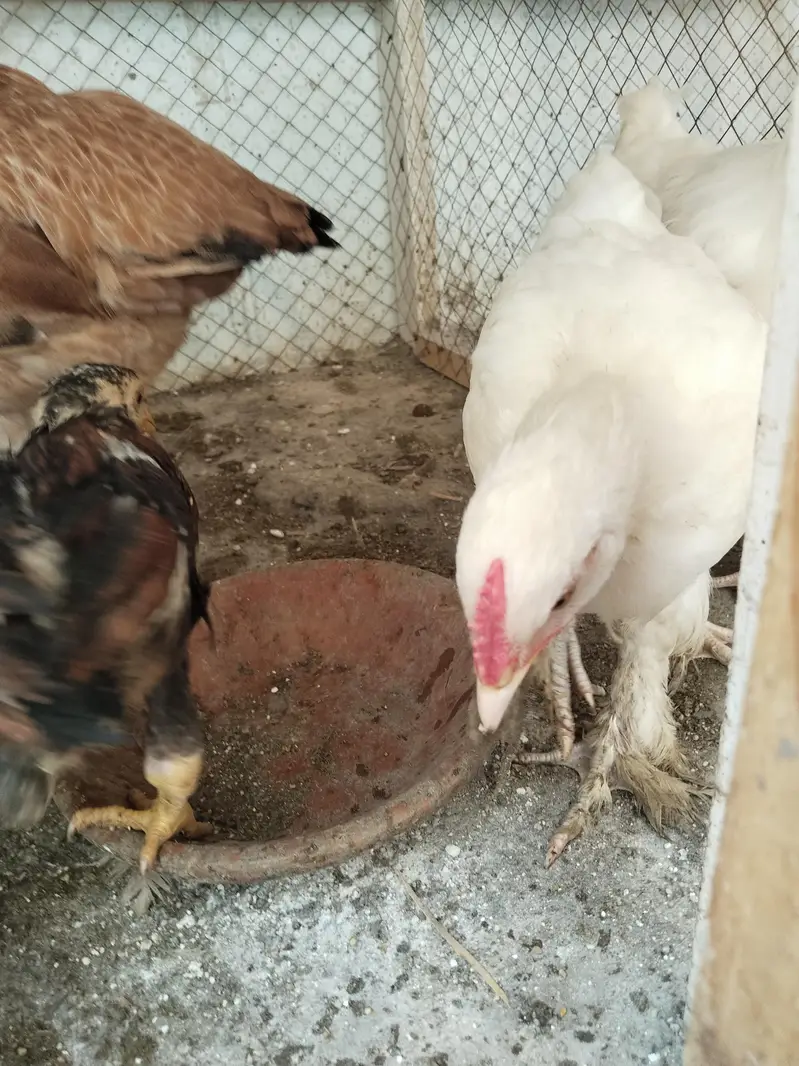 White buff chicks and Aseal chicks — photo 11