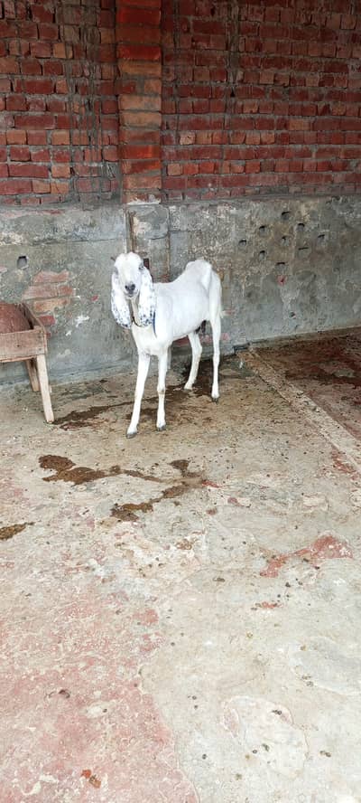 gabann bakri for sale dessi