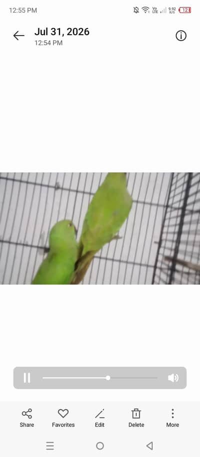 parrots available 03264040055