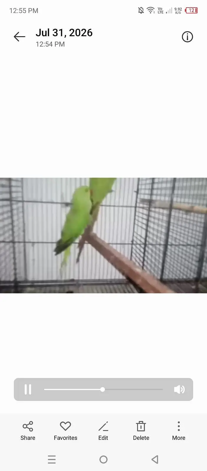 parrots available 03264040055 — photo 2