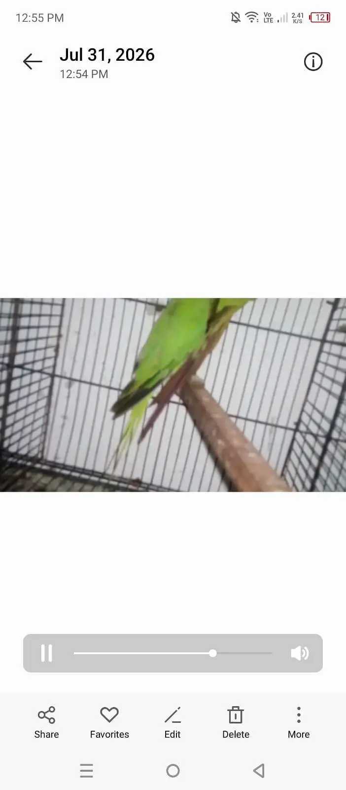 parrots available 03264040055 — photo 3