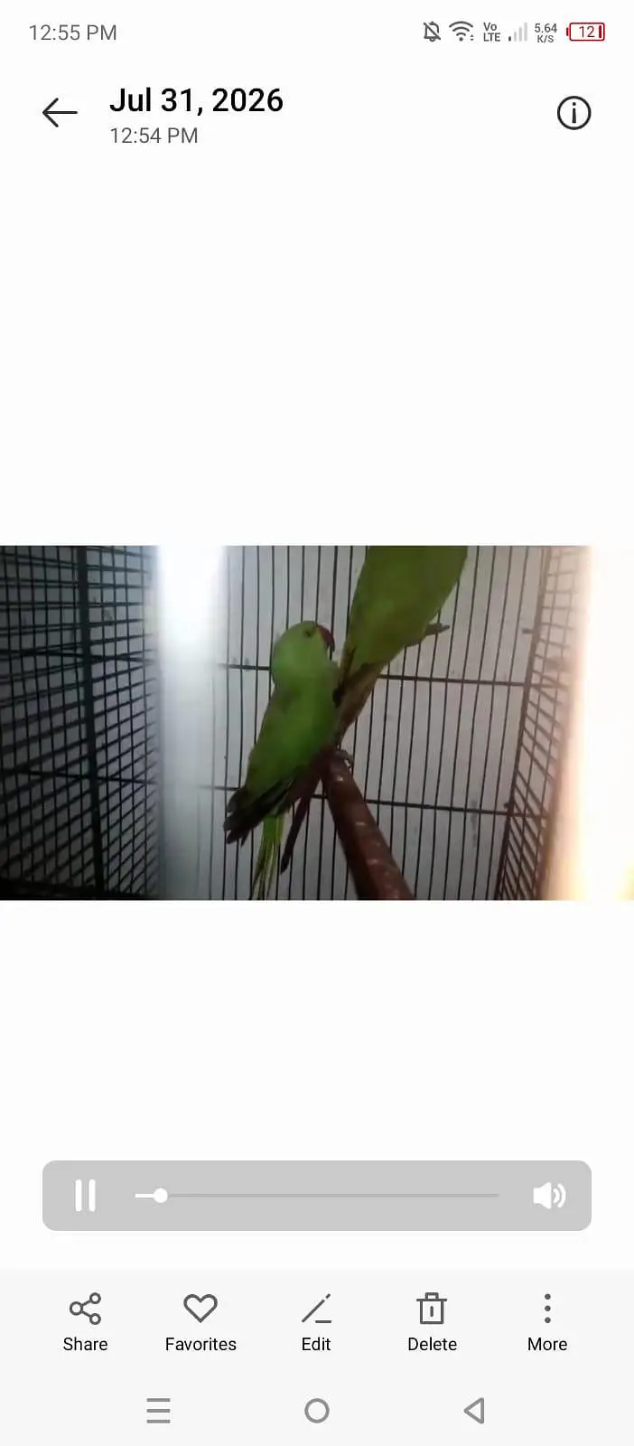parrots available 03264040055 — photo 4