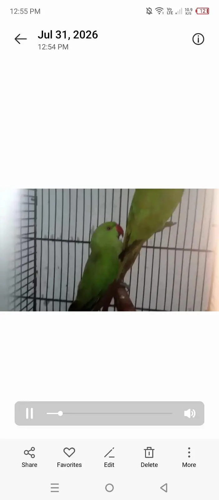 parrots available 03264040055 — photo 5