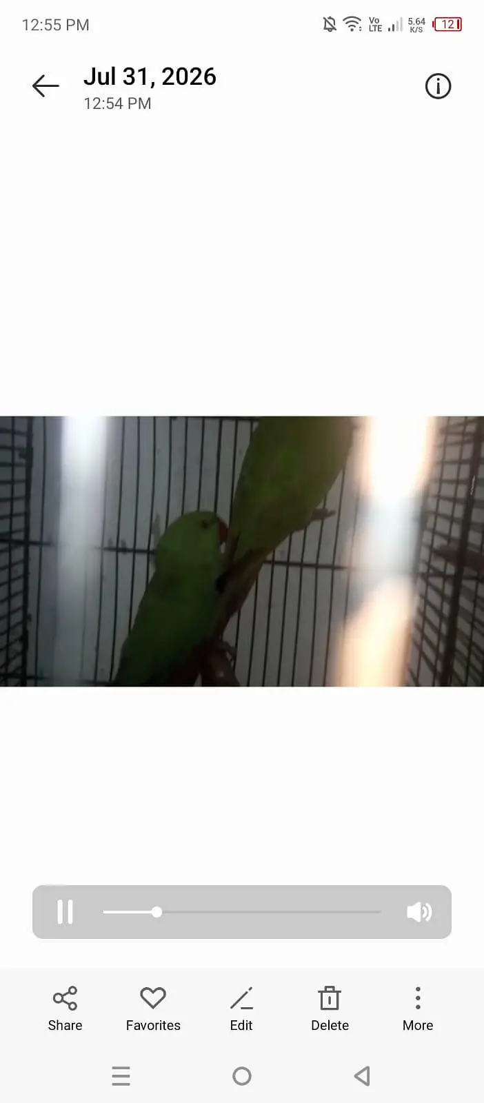 parrots available 03264040055 — photo 6