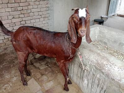 4 dant path for sale