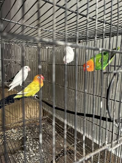 4 pice love bird