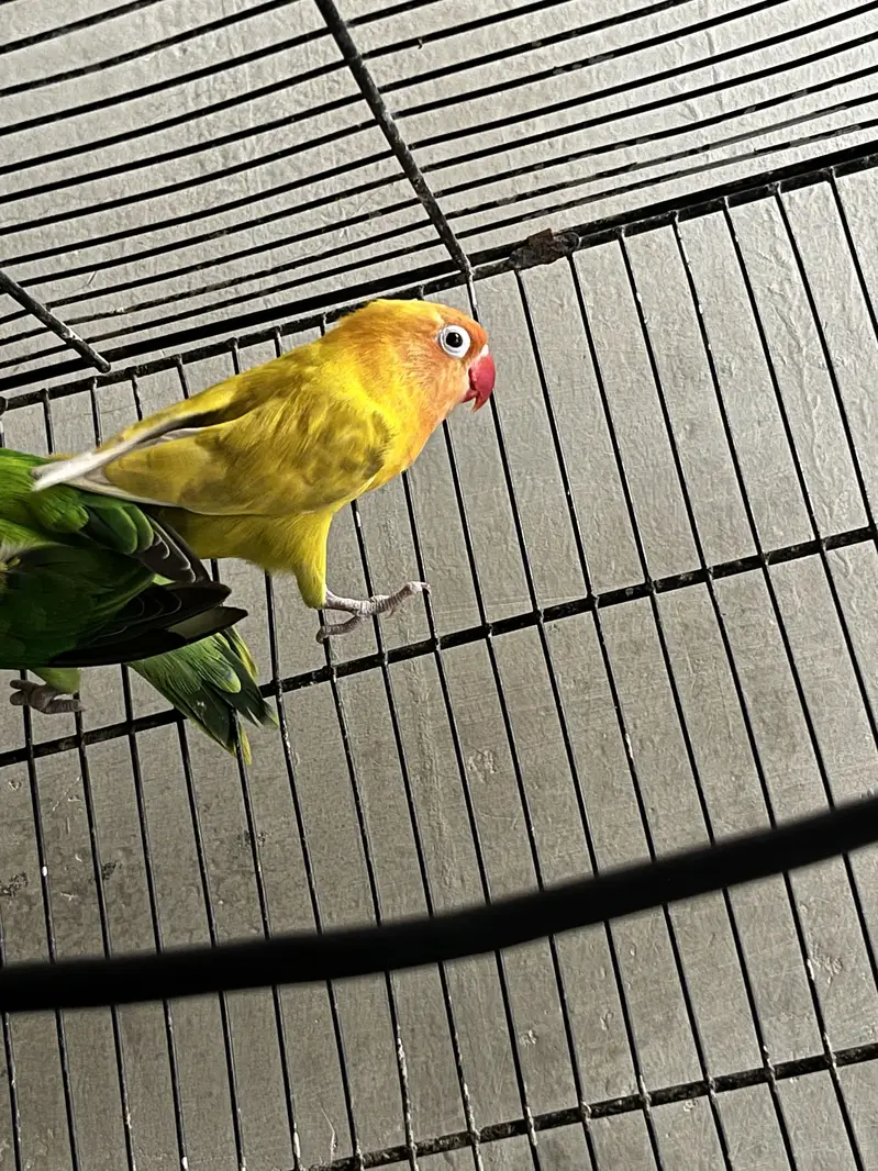 4 pice love bird — photo 2