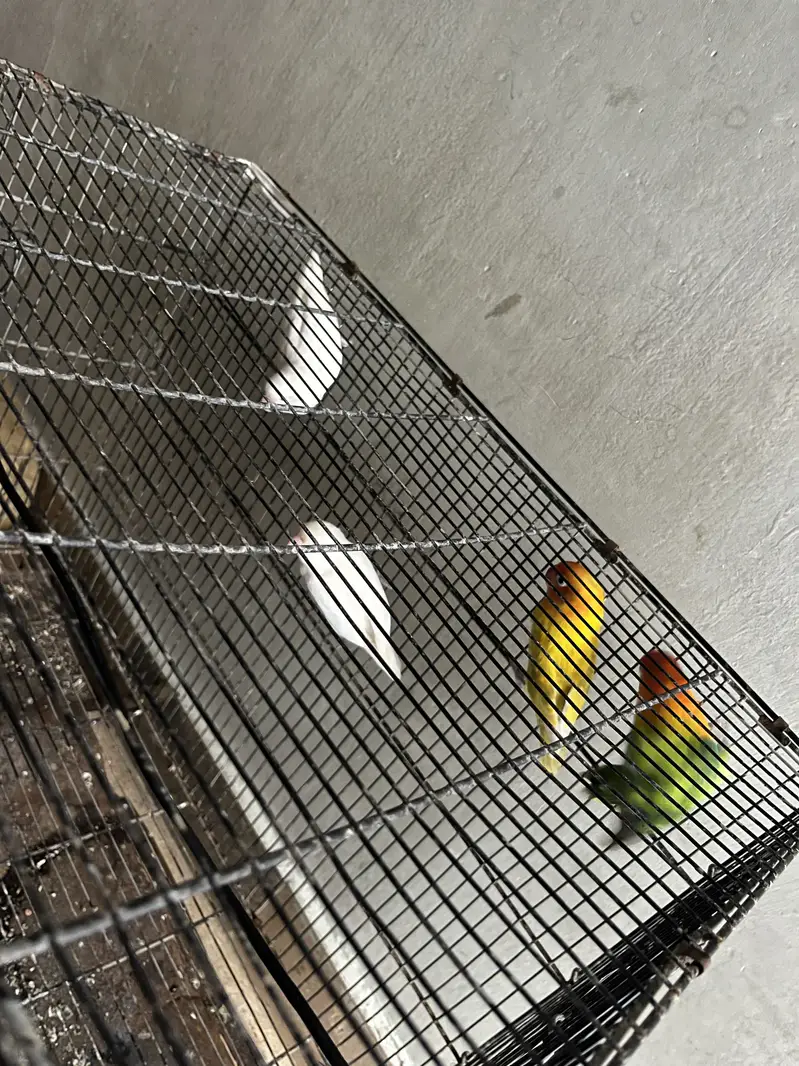 4 pice love bird — photo 3
