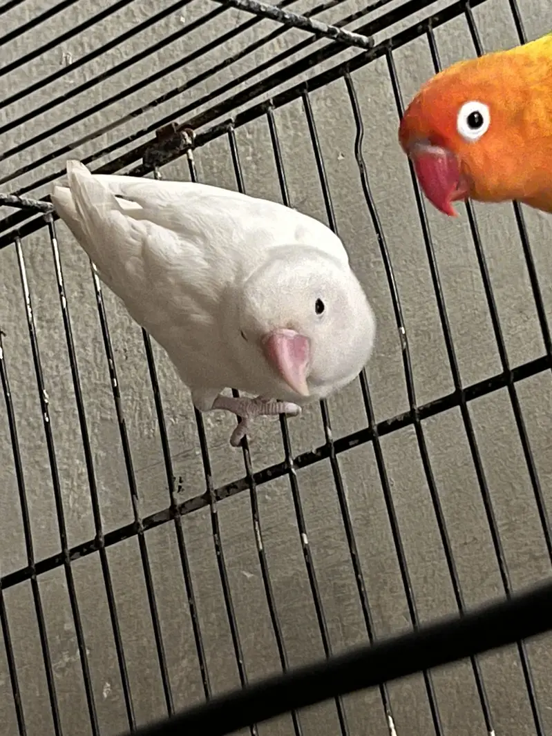 4 pice love bird — photo 4