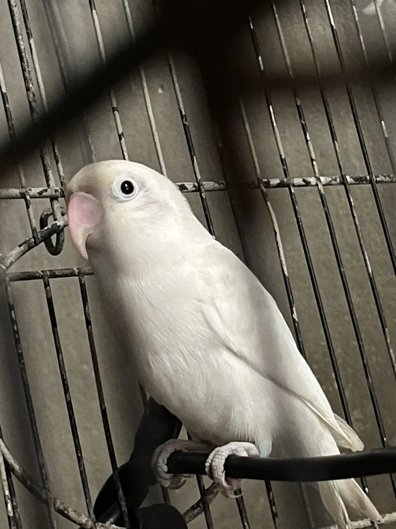 4 pice love bird — photo 5