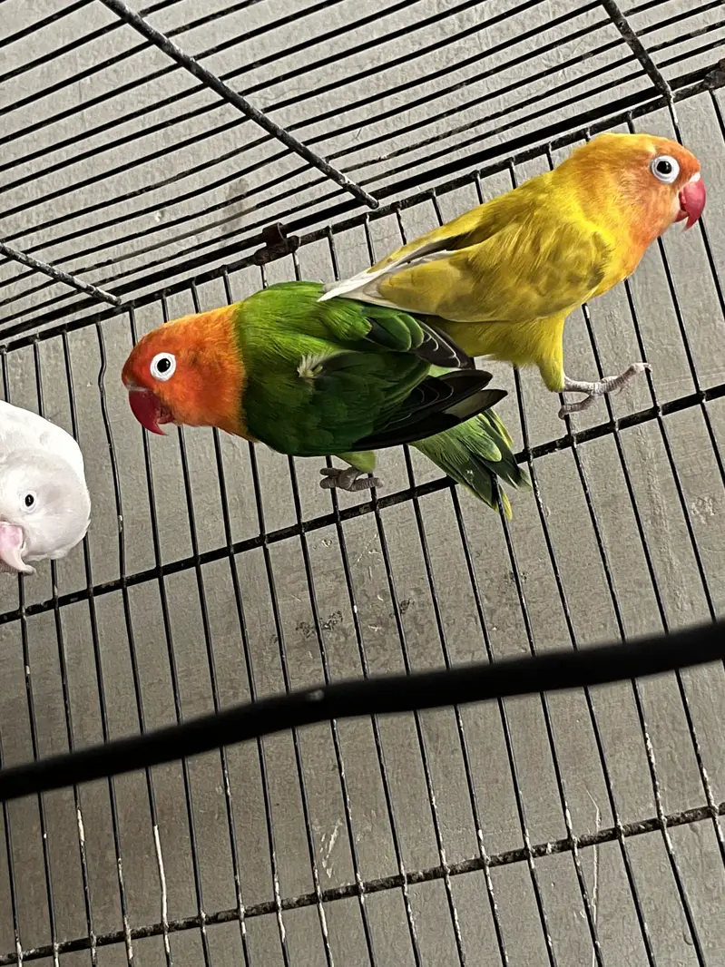 4 pice love bird — photo 6