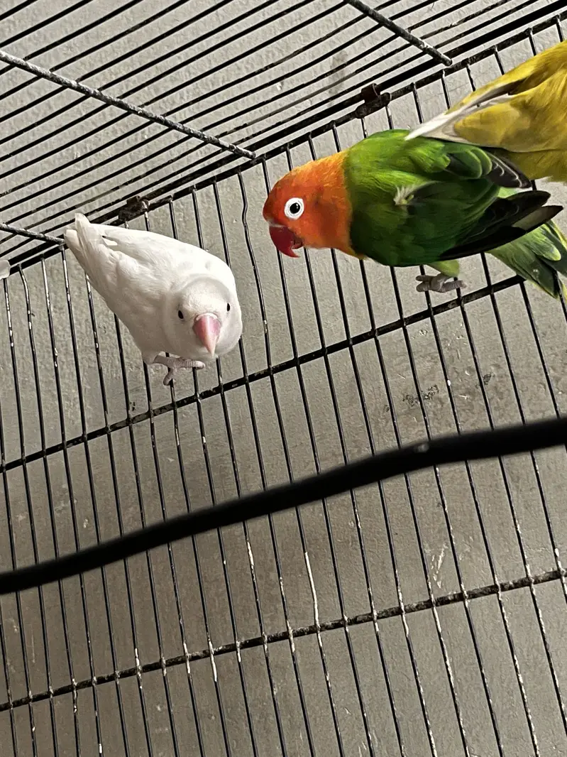 4 pice love bird — photo 7