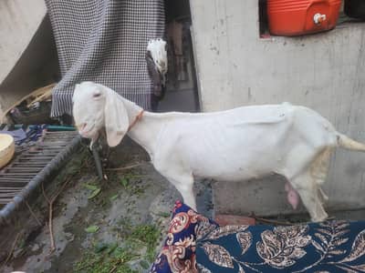 Goat for sale 03703523132