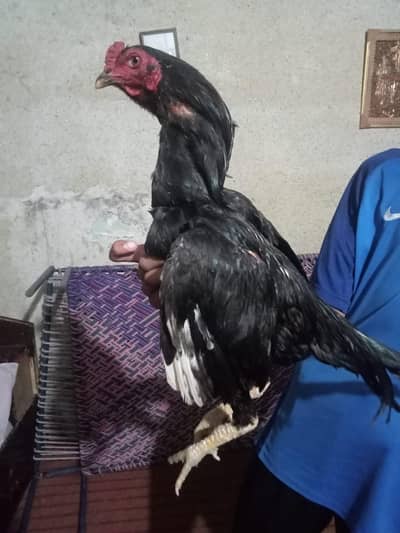 Aseel mushka and chini madi pair for sale urgent sale