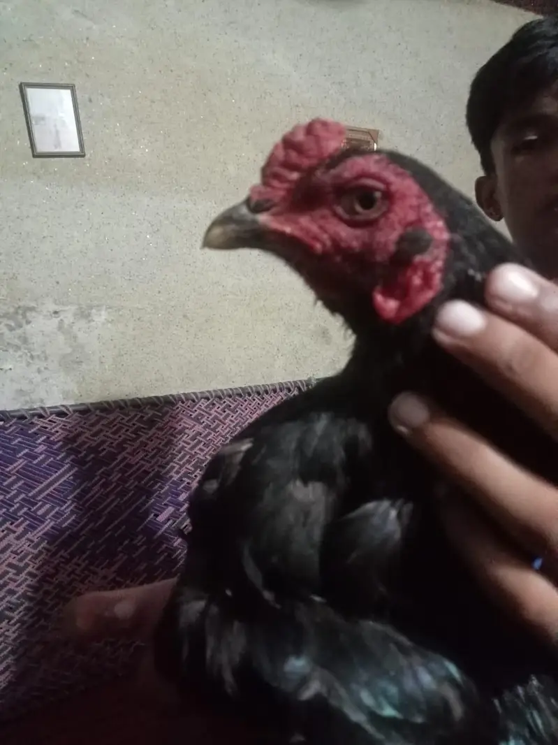Aseel mushka and chini madi pair for sale urgent sale — photo 2